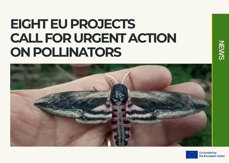 Europe risks a crisis if it fails to halt pollinator loss, researchers warn